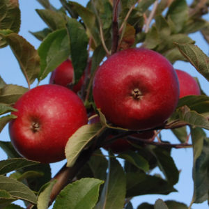 elstar apple carolus