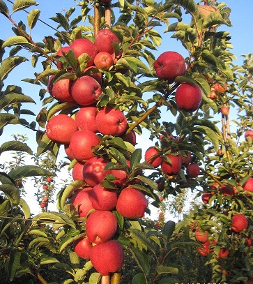 joly red apple carolus
