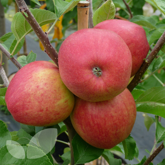 pinova apple carolus