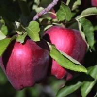 roat apple carolus