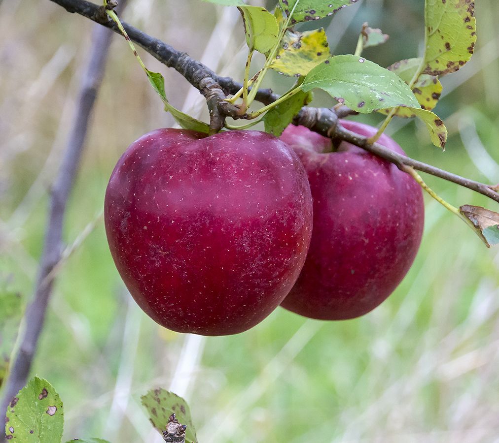 red ingrid apple carolus