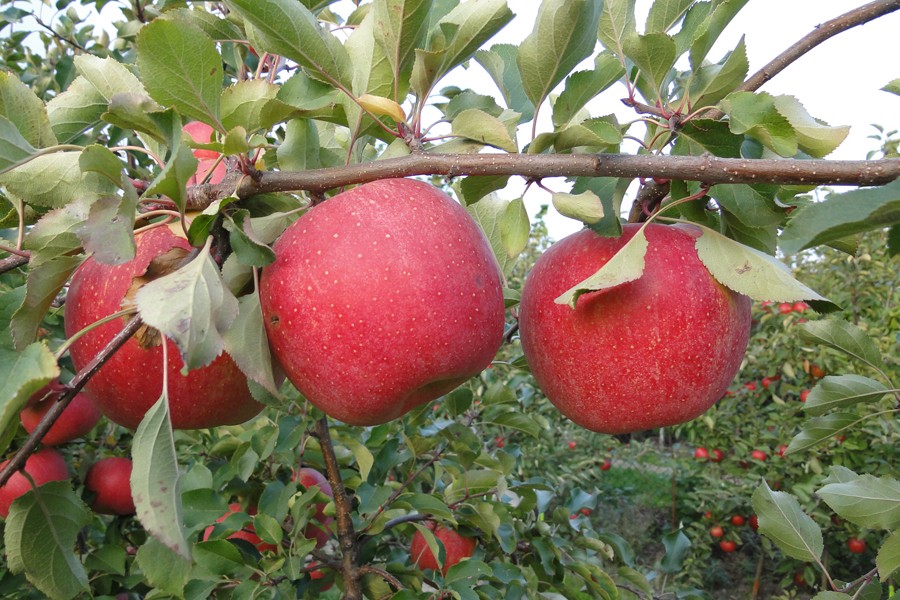 szampion apple carolus