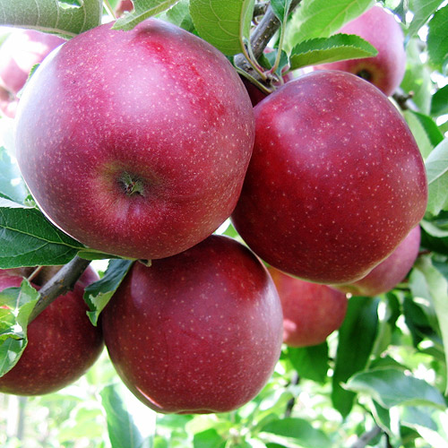 wiltons apple carolus