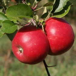 red topaz apple carolus