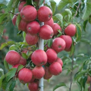 roho apple carolus