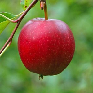 summer red apple carolus