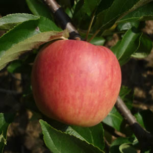 zari appel carolus